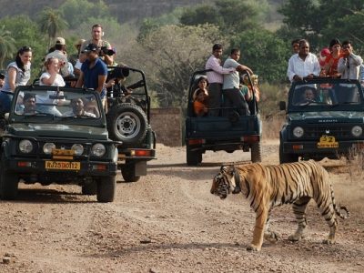 ranthambore-tiger-safari ranthambore-tiger-safari